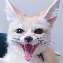 fennec's avatar